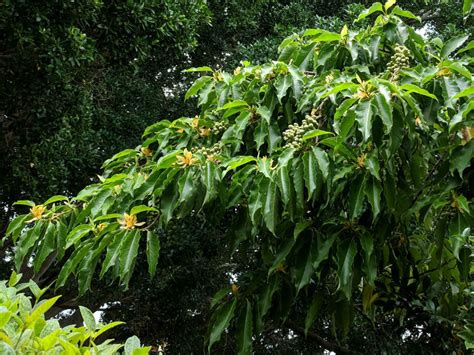 magnolia champaca for sale